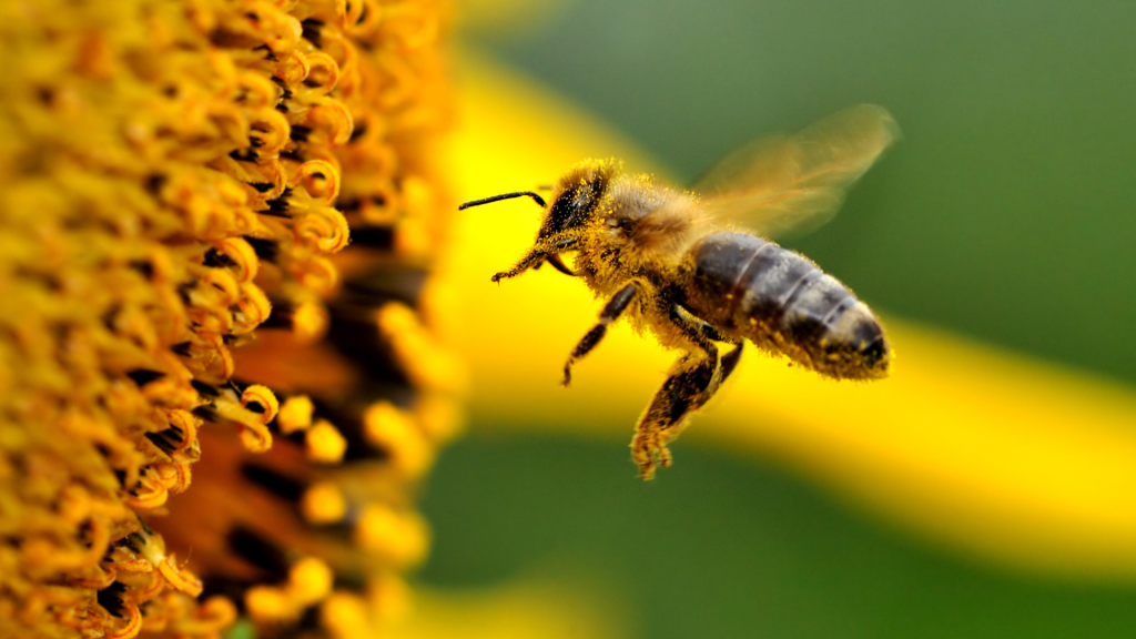 Journée Mondiale des Abeilles 2024